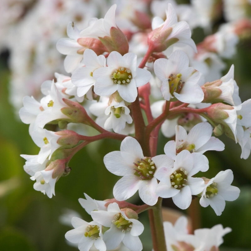 Бадан Брессинхам Уайт (1 корневище в горшке р9). Holland Bulbs (Голландия)