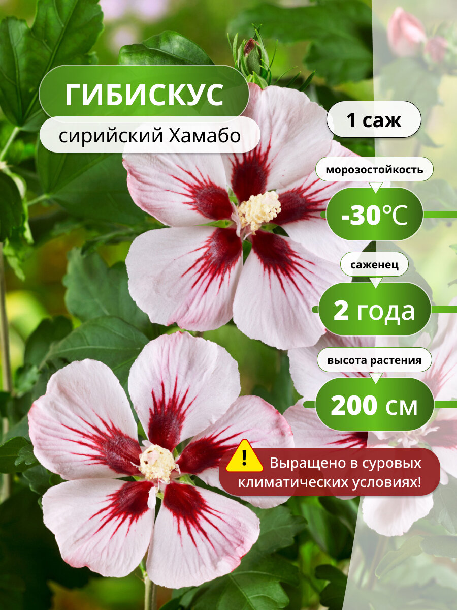 Гибискус сирийский Хамабо / саженец гибискуса, декоративный кустарник