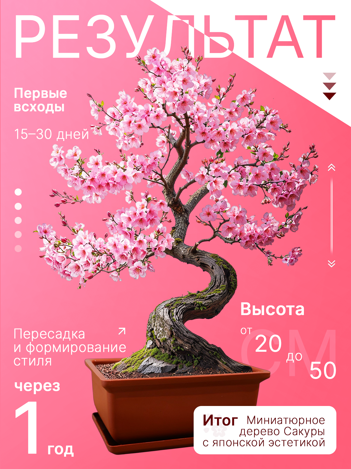 Набор для выращивания растений Бонсай Сакура — фото 1