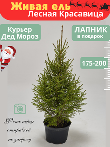 Основная фотография от вендора