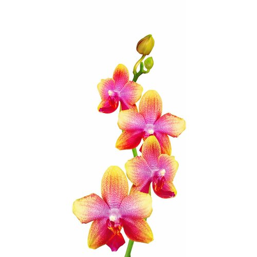 Самоклеящиеся фотообои Красивая орхидея, размер: 90x200 см