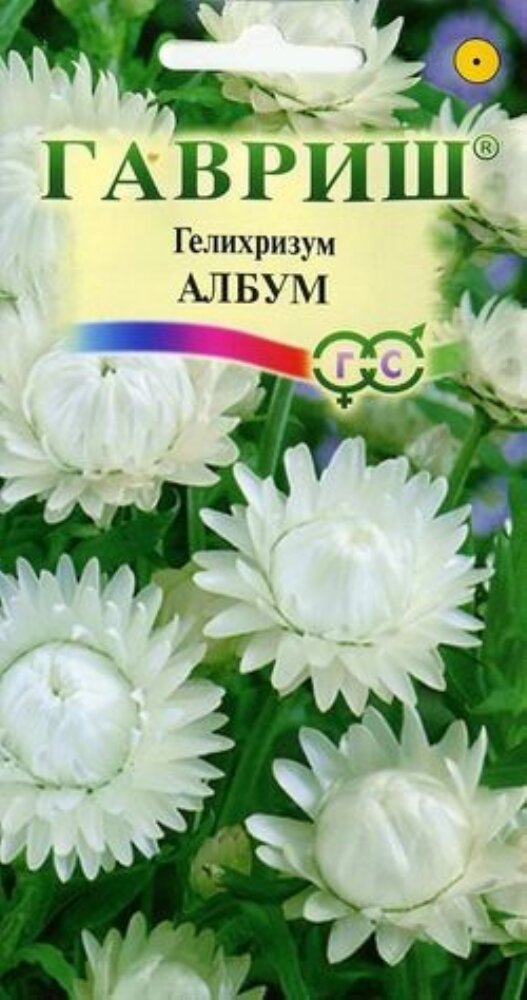 Цена за 10 пачек! Семена Гелихризум Албум 0,1г Одн 70см (Гавриш)