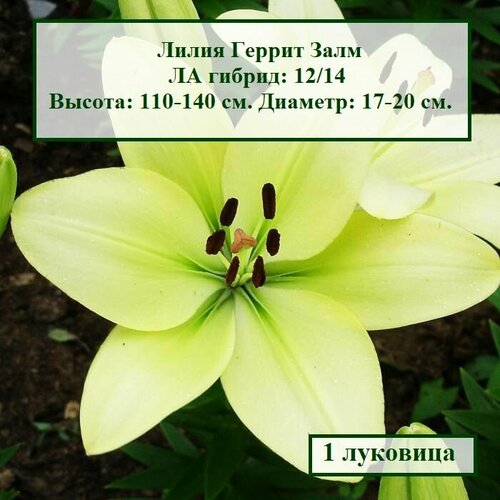 Лилия ЛА-гибрид Геррит Залм (1 луковица) луковица лилия ла гибрид ройал презент