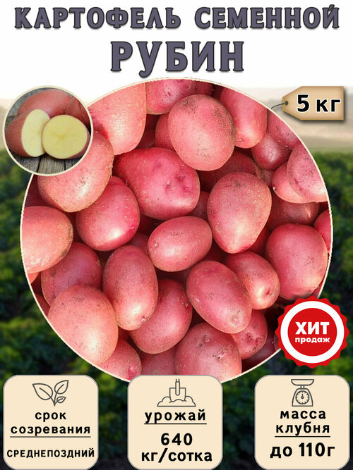 Клубни картофеля на посадку Рубин (суперэлита) 5 кг Среднепоздний