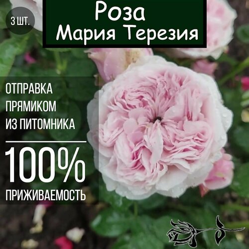 Саженец розы Мария Терезия 3 шт./ Роза флорибунда