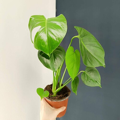 Монстера Делициоса