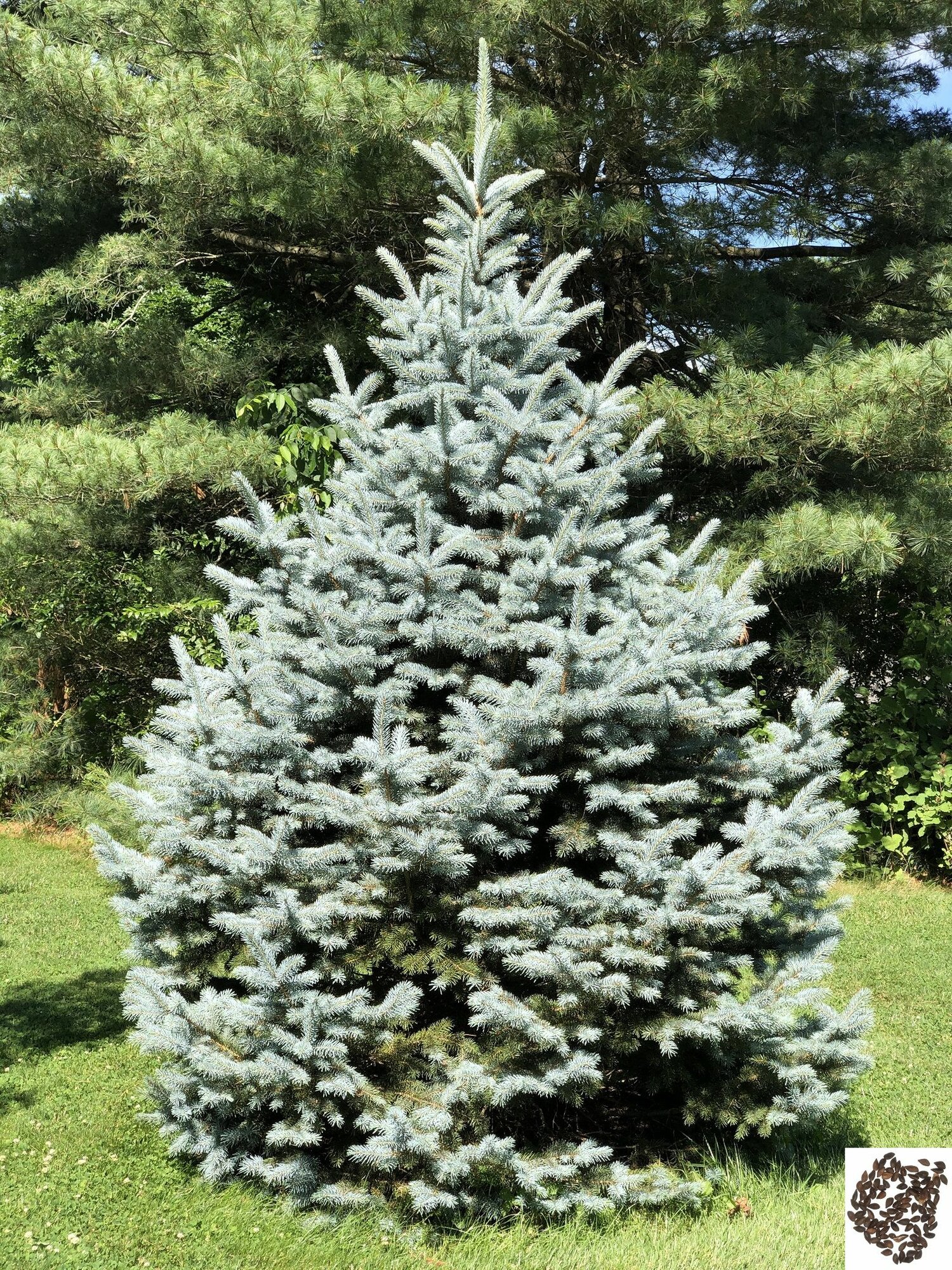 Ель голубая (наиболее чистый биологический вид) семена 100 шт.