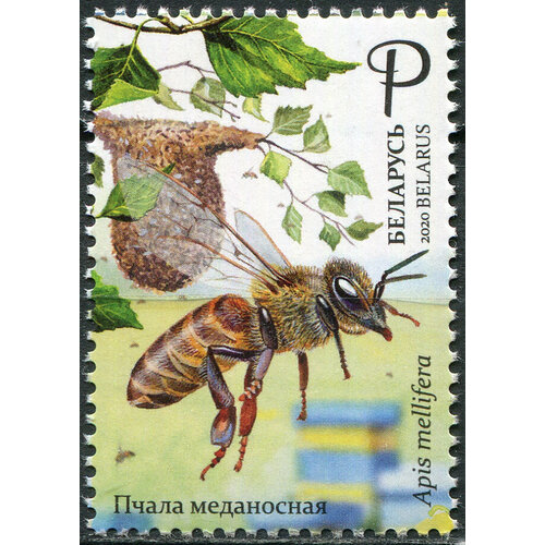 Беларусь 2020. Медоносная пчела (Apis mellifera) (MNH OG) Почтовая марка