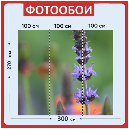 Фотообои Белый шалфей мудрец шалфей 300x270 см флизелиновыена стену 2960₽