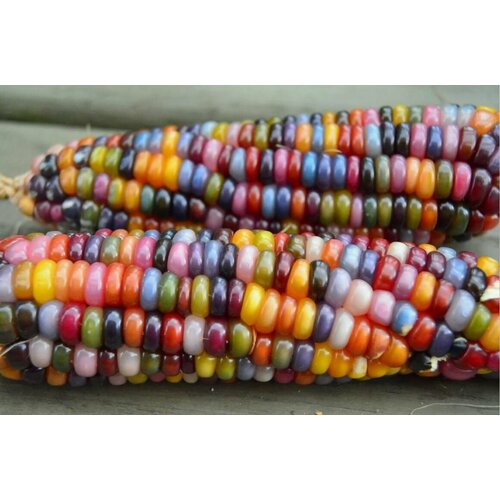 Семена Кукуруза стеклянный драгоценный камень (Glass Gem) / Seeds And Goods / в пакетике zip-lock без полиграфии 15 семян