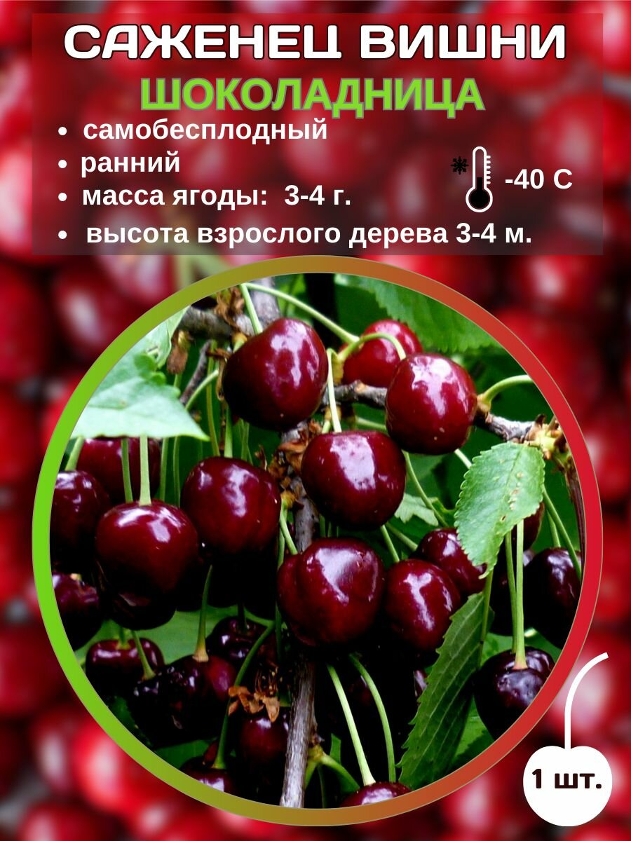 Вишня Шоколадница, саженец вишни 1 шт.
