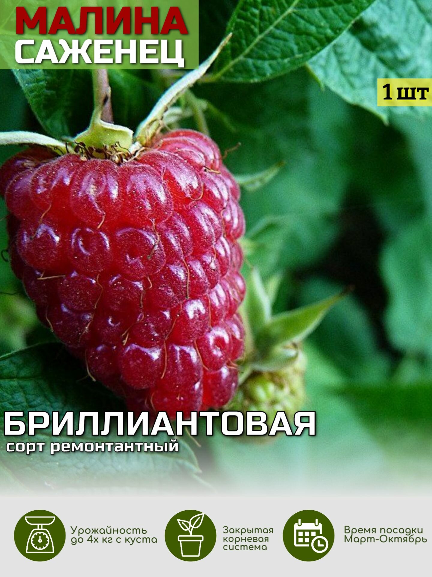 Малина Бриллиантовая Саженец ЗКС