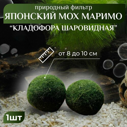 Кладофора шаровидная Маримо (от 8 до 10см) (Aegagropila linnaei). Аквариумное растение.