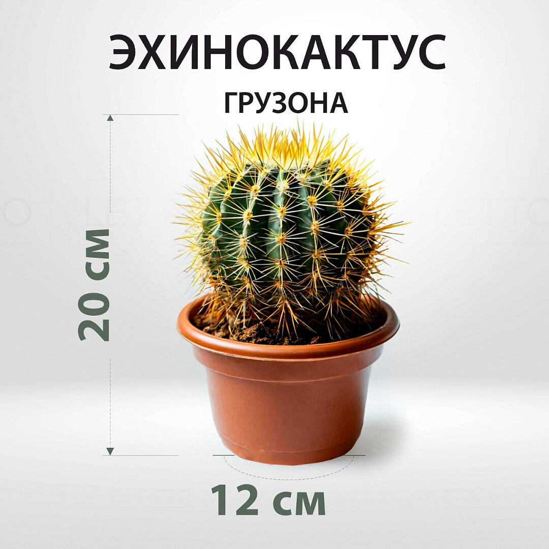 Эхинокактус Grusonii от Letto многолетник цвет зеленый горшок 12см