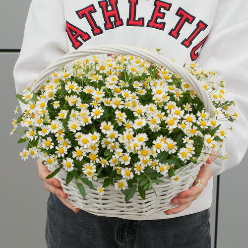 Изображение товара Корзинка из кустовой ромашки "Ромашковый цвет"