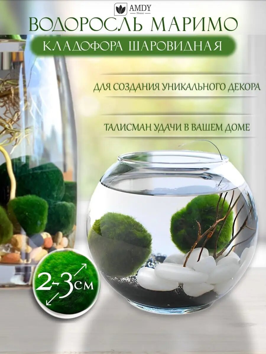 Водоросль Маримо, Японский мох, Кладофора, неприхотливый питомец (2-3 см)
