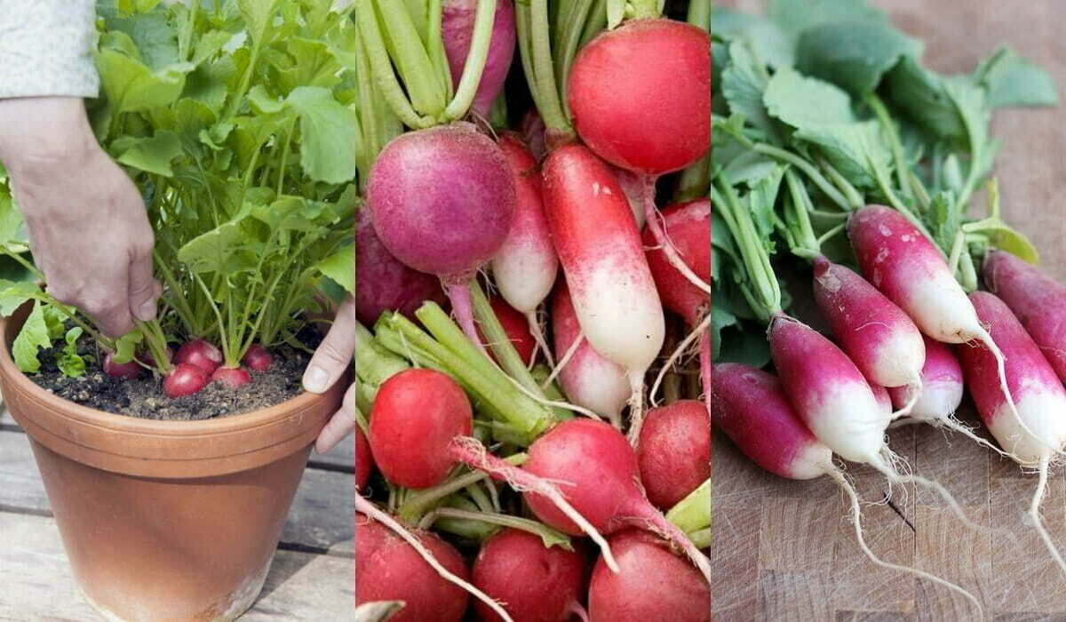 грунт универсальный волшебная грядка 10л питательный /бхз/ Буйский Химический Завод - фото №18