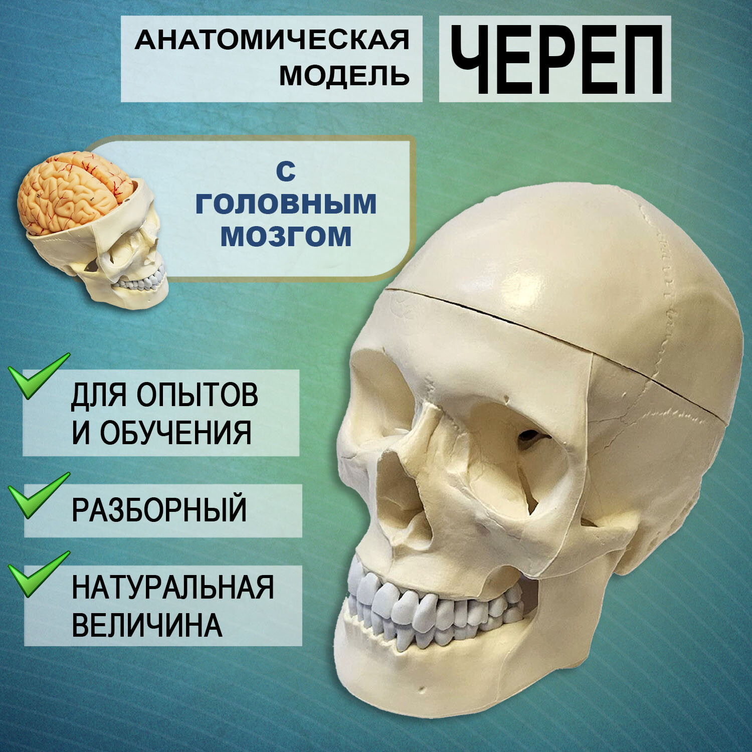 Анатомическая модель череп человека с мозгом разборный в натуральную величину