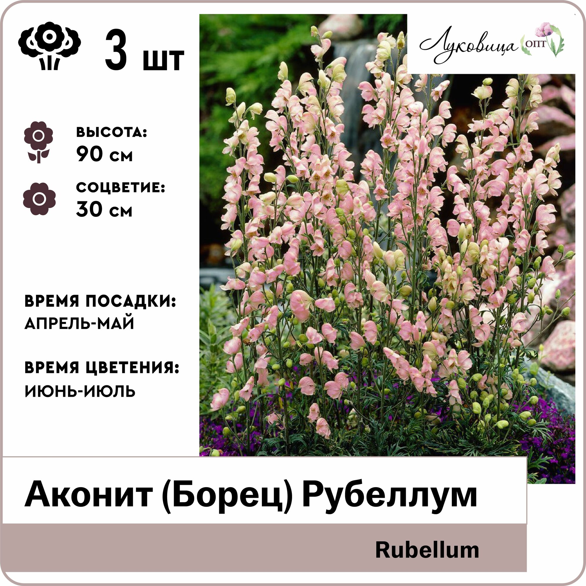 Аконит (Борец) Рубеллум (Rubellum) корни 3шт Голландия