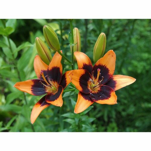 Лилия азиатская Изи Самба 1 шт 1009₽