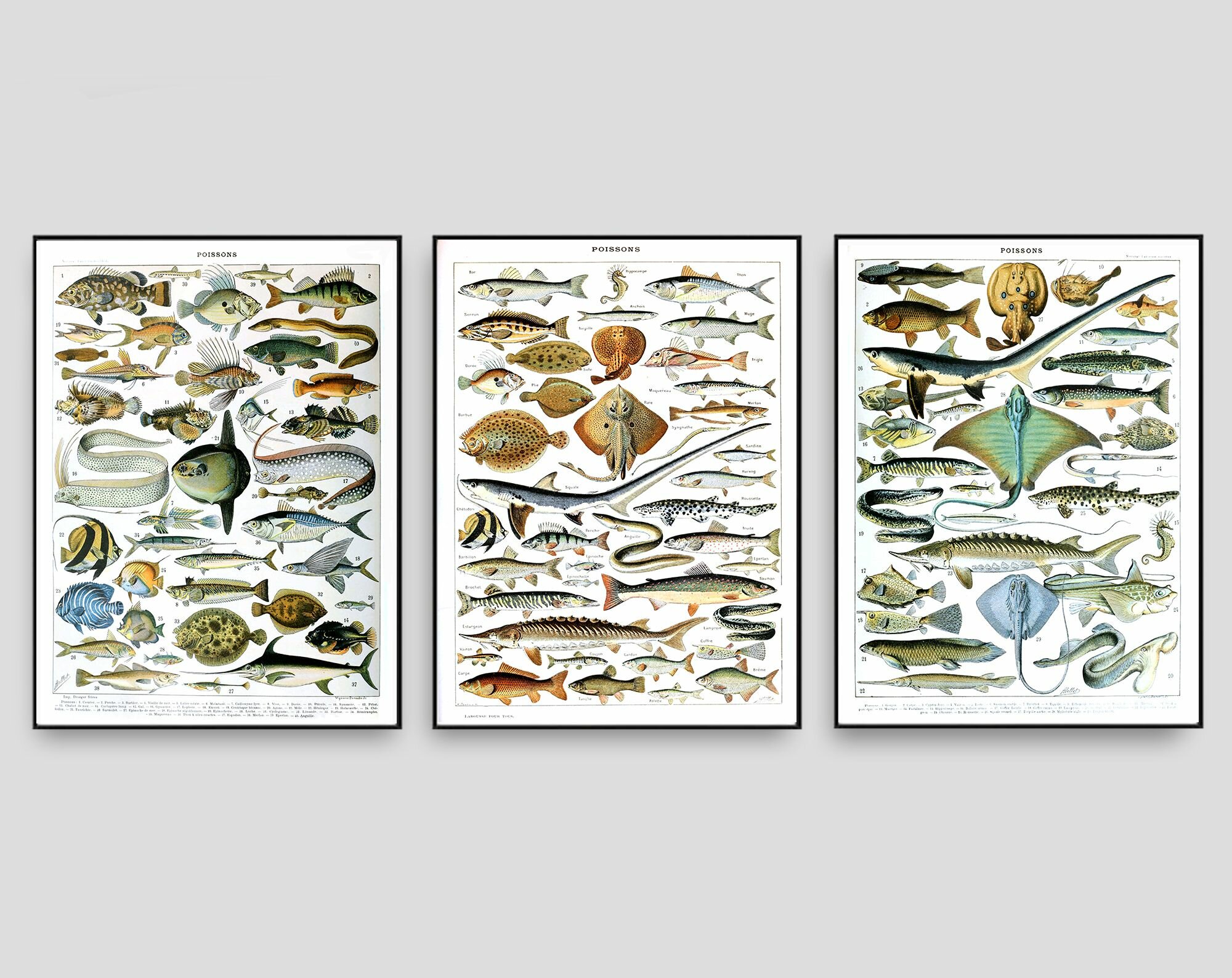 Набор интерьерных постеров "Рыбы" размер А3, без рамки / Винтажная Биология "Подводный Мир" - ретро иллюстрации, старый учебный плакат для интерьера и в подарок