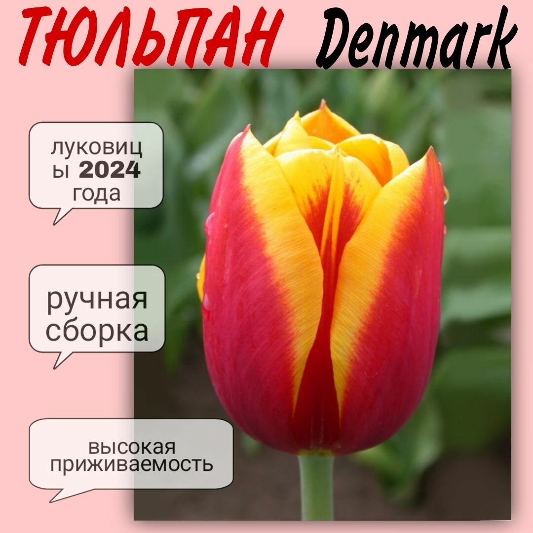 Луковицы тюльпана, сорт "Denmark", 3 шт