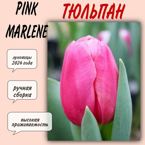 Луковицы тюльпана, сорт Pink Marlene, 5 шт