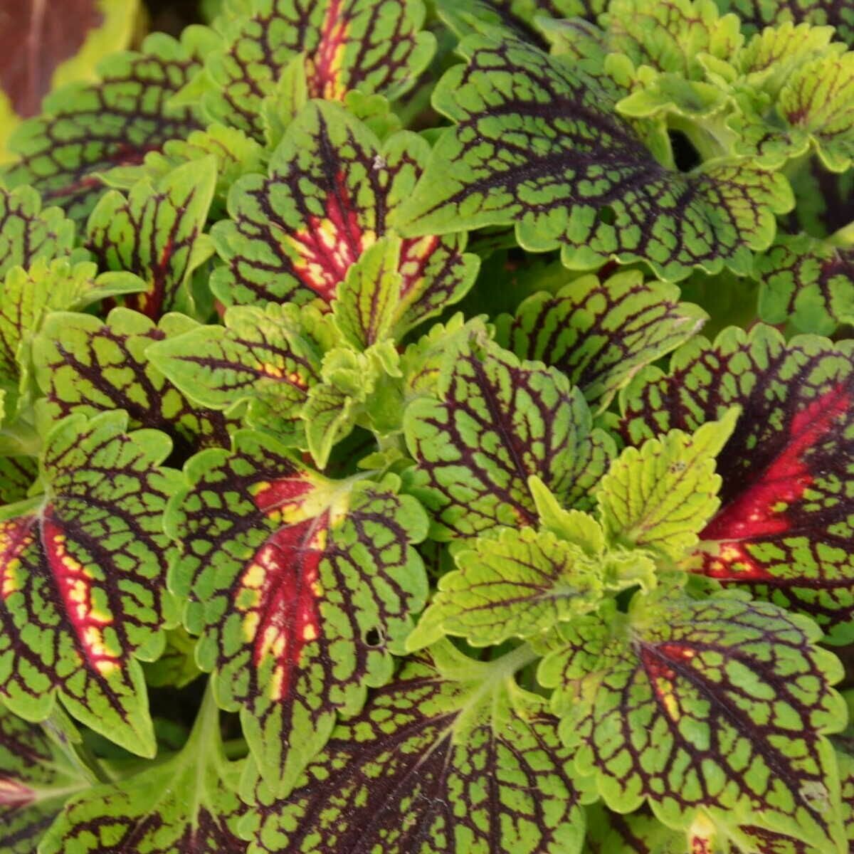 Колеус Мэджик (Coleus Magic) D6см