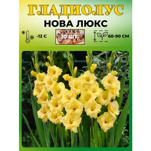 Гладиолус крупноцветковый луковицы 10шт 390₽