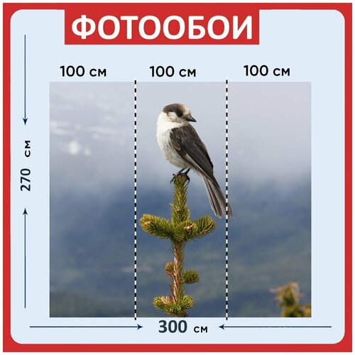 Фотообои Серый джей птица животное 300x270 см флизелиновыена стену 3940₽