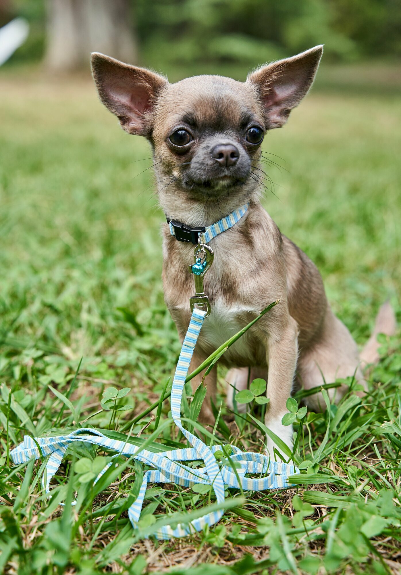 Поводок для щенков Japan Premium Pet мягкий, цвет бирюзовый.