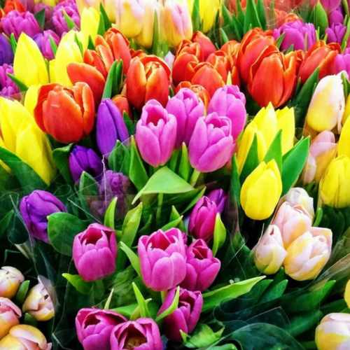 Луковицы Тюльпанов MAXI MIX ( 50 шт )