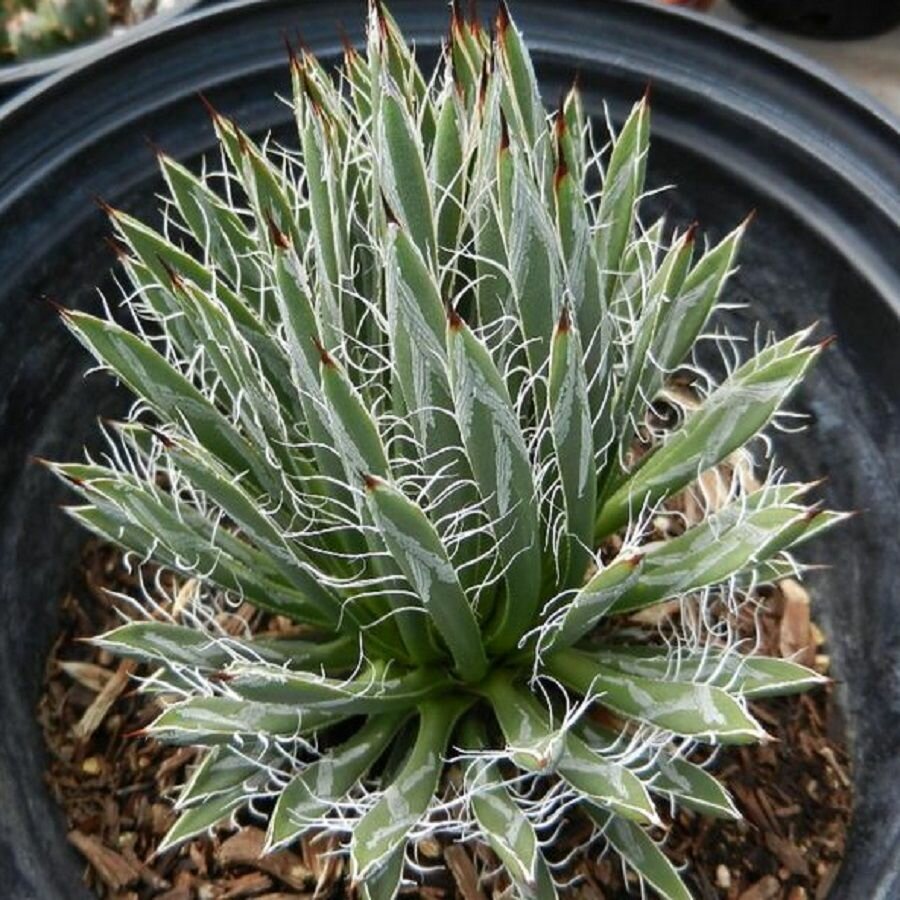 Агава Туми Белла, Agave Toumeyana Bella, семена