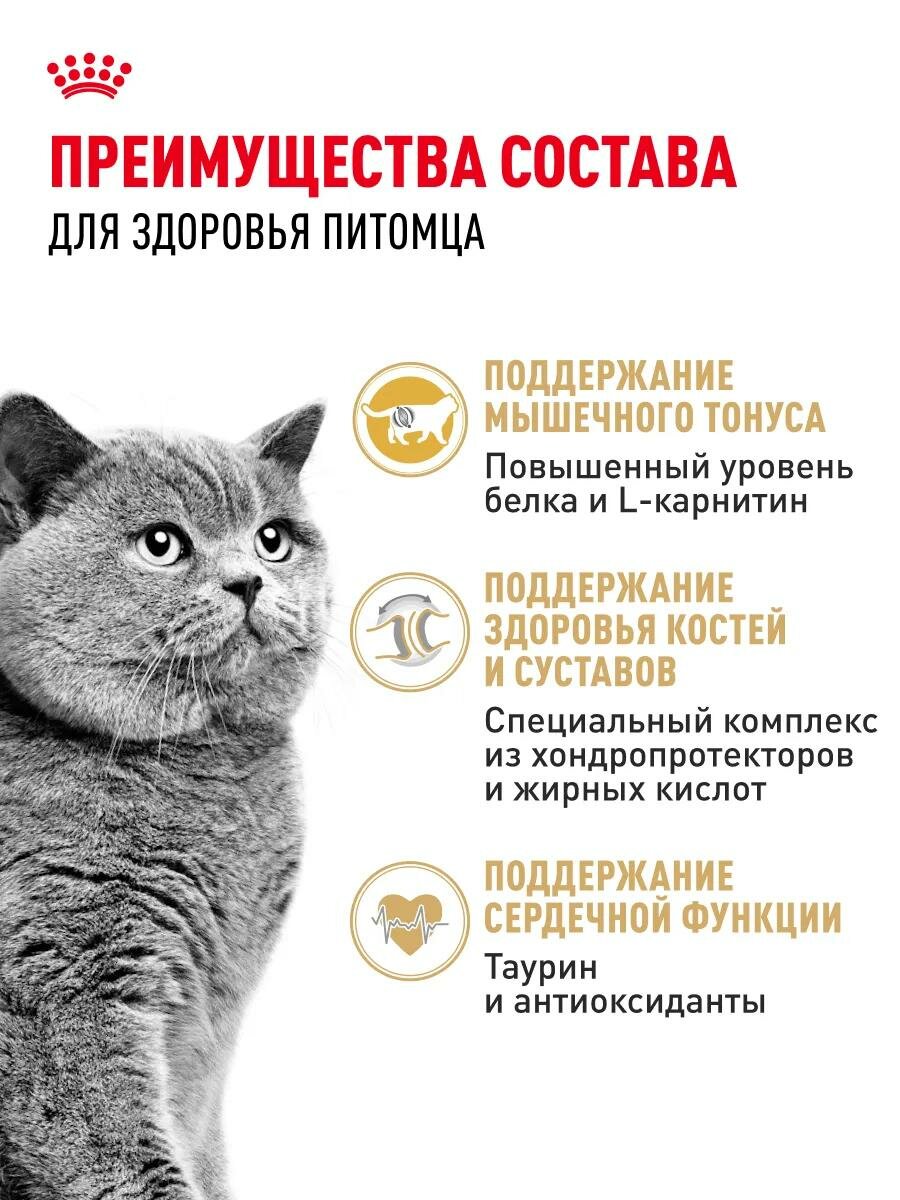 Сухой корм ROYAL CANIN для кошек британская короткошерстная 2 кг — фото 1