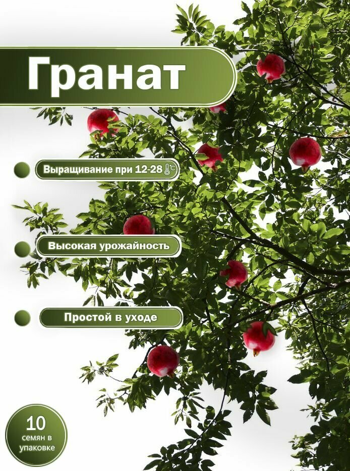 Гранат Кадан / 10 семян х 1 паковка ( красный, гранатное дерево)