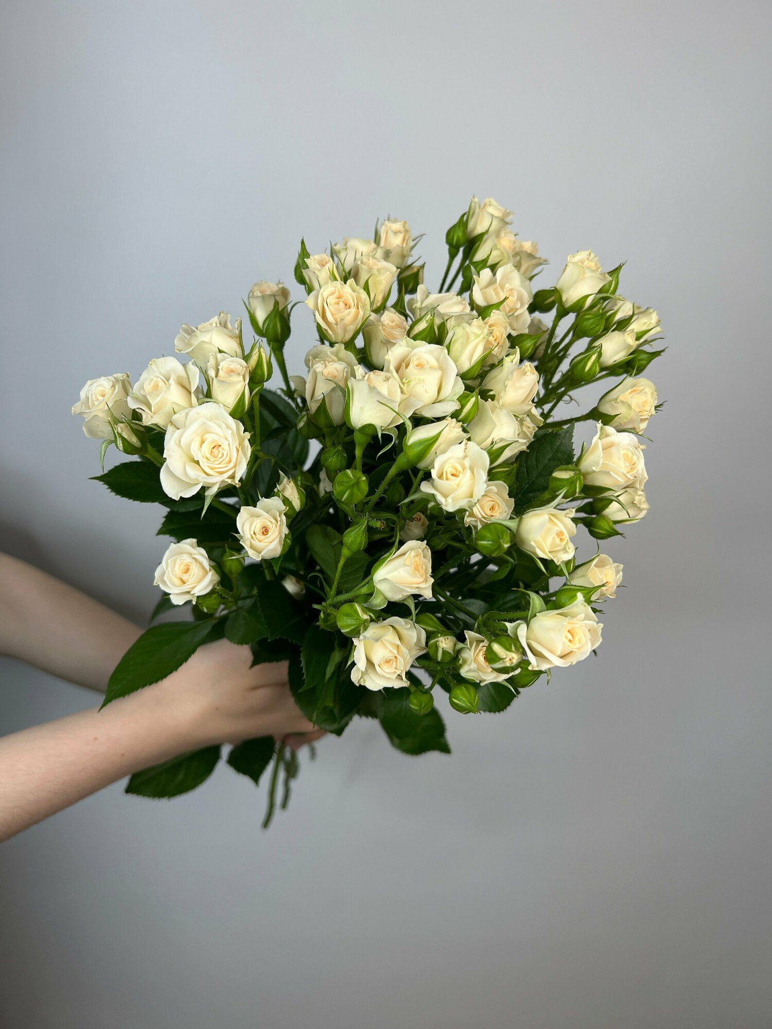 "Букет из 11 кустовых роз Крем Грация" 60 см от Империи Цветов