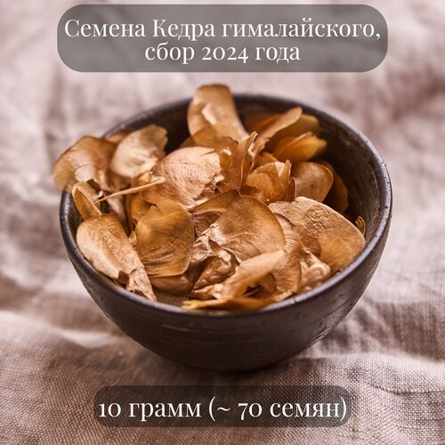 Семена Кедра гималайского, 10 грамм (примерно 70 шт)