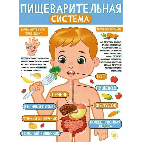 Плакат Пищеварительная система, изд: Горчаков 460717860021422137