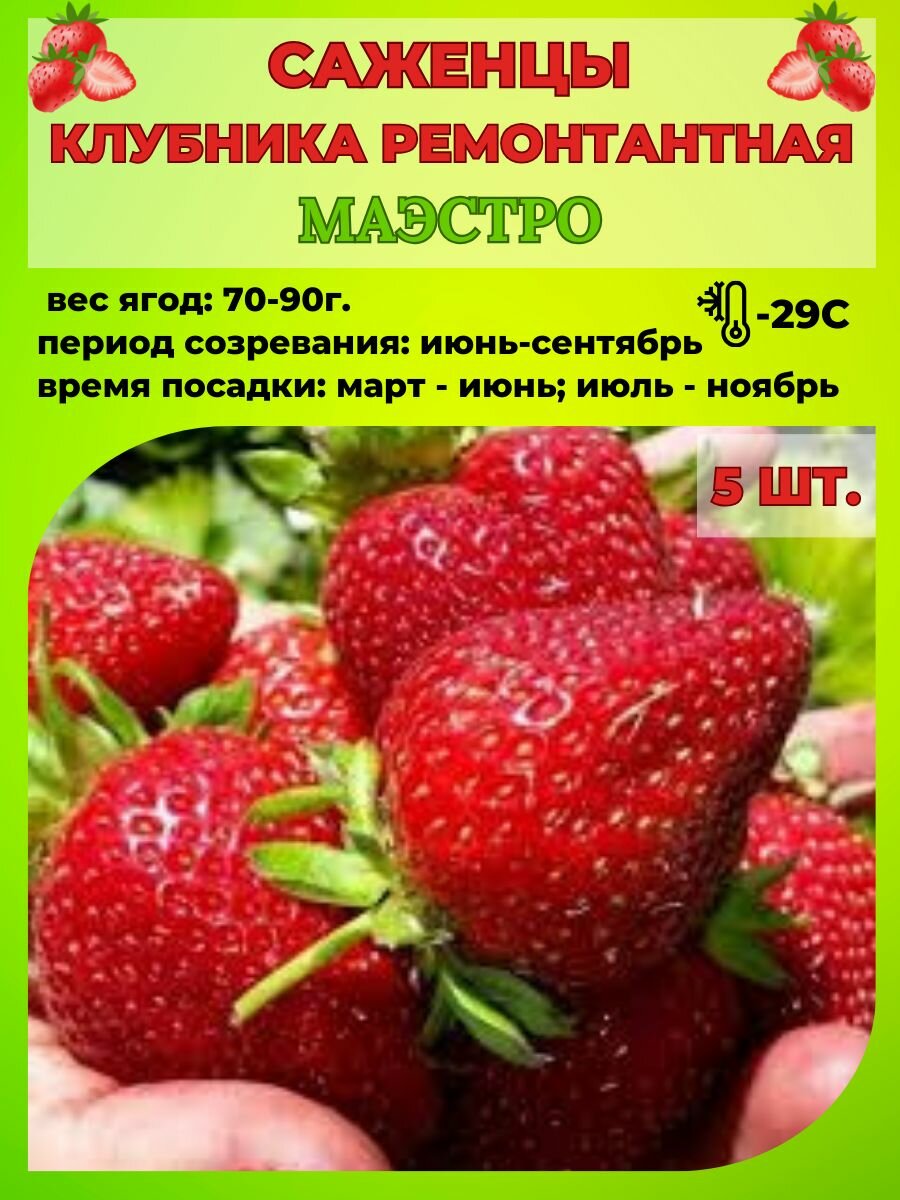 Клубника ремонтантная, саженцы 5 шт.