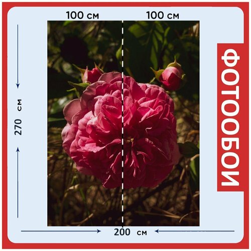 Фотообои Розовый сад весна 200x270 см флизелиновыена стену 2970₽