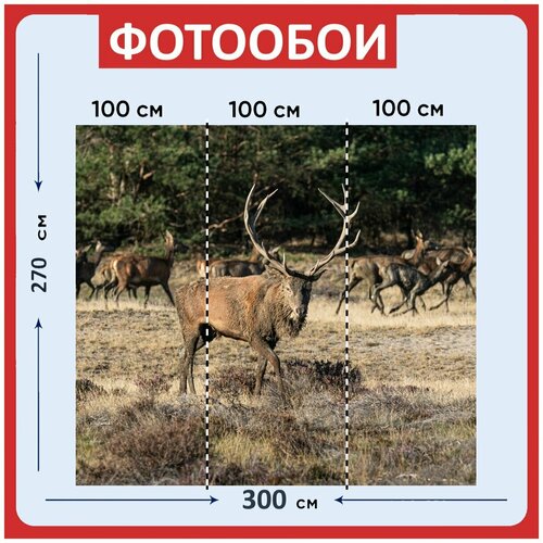 Фотообои Красный олень олень животное 300x270 см флизелиновыена стену 2960₽