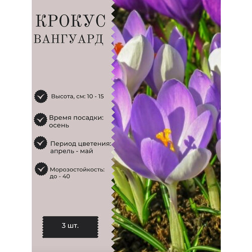 Крокус луковицы многолетних цветов