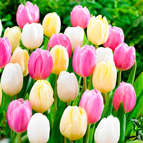 Луковицы Тюльпанов PASTEL MIX 10 шт 636₽