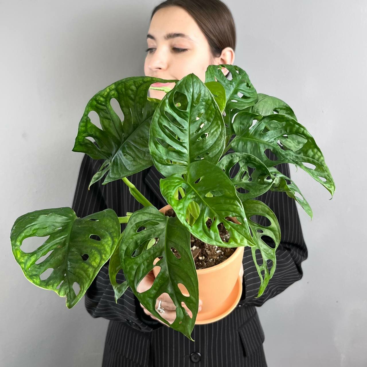 Комнатное растение живое Монстера Манки лиф в керамическом горшке 40 см