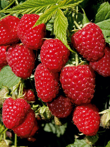 Изображение товара Малина ремонтантная Гигант красная 3 шт / морозостойкий сорт