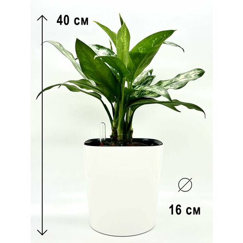 Аглаонема в белом пластиковом кашпо с автополивом, высота композиции 35-45 см