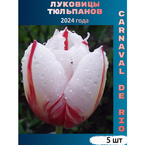 Луковицы тюльпана Carnaval de Rio (5 шт) тюльпан cherry delight 5 луковиц