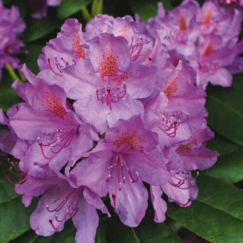 Рододендрон Catawbiense Grandiflorum 120/140см, С80 азалия рододендрон катевбинский rhododendron catawbiense семена