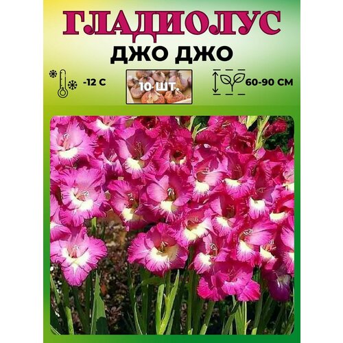 Гладиолус крупноцветковый, луковицы 10шт.