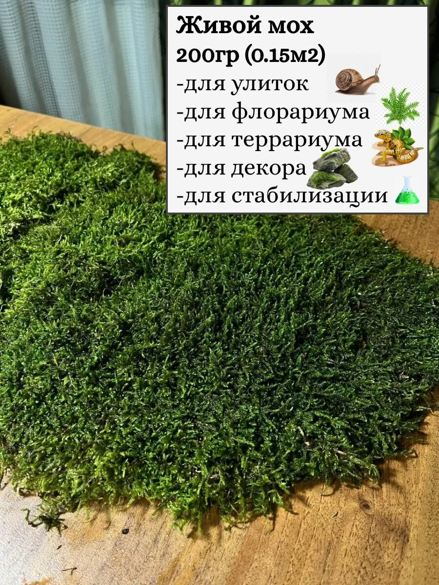Живой мох для улиток, флорариума, террариума, полюдариума